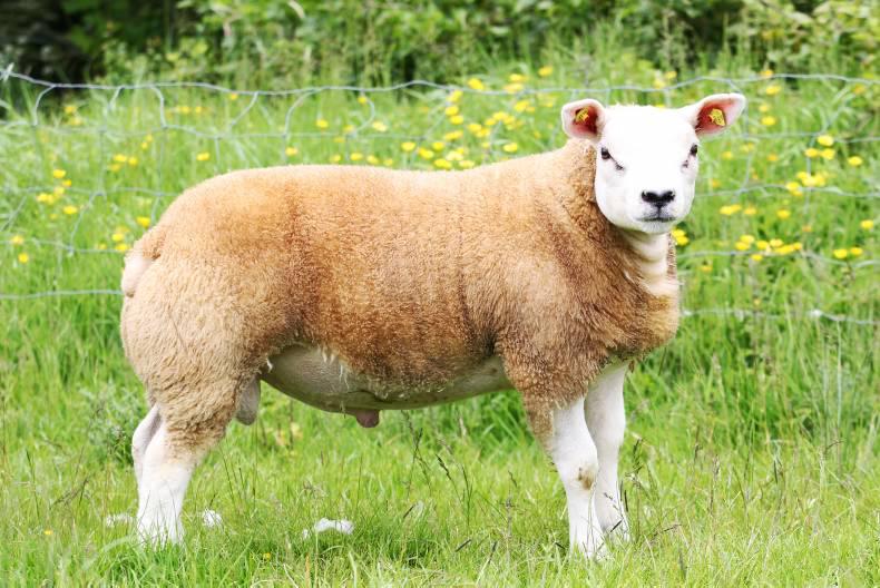 Renewed appeal to farmers for information on livestock theft