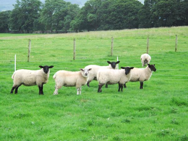 Trace element supplementation of lambs post weaning