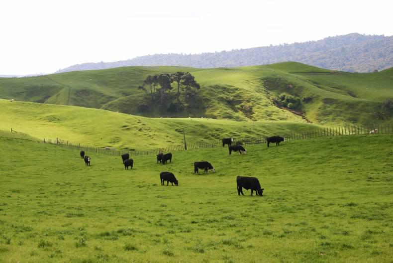 New Zealand agri-supplier PGG Wrightson investigated by competition authority