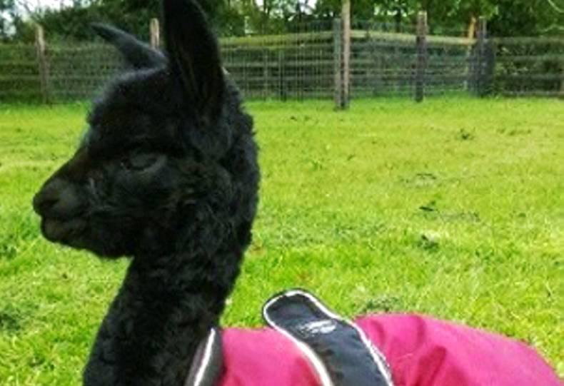 The Reluctant Farmer | Special Care Unit