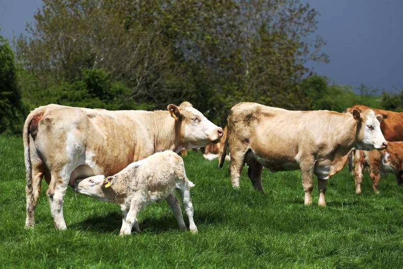 Udel sale tops €4,100 amid strong sterling presence