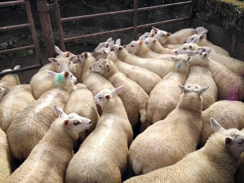 Farmer writes: Is grass really king?