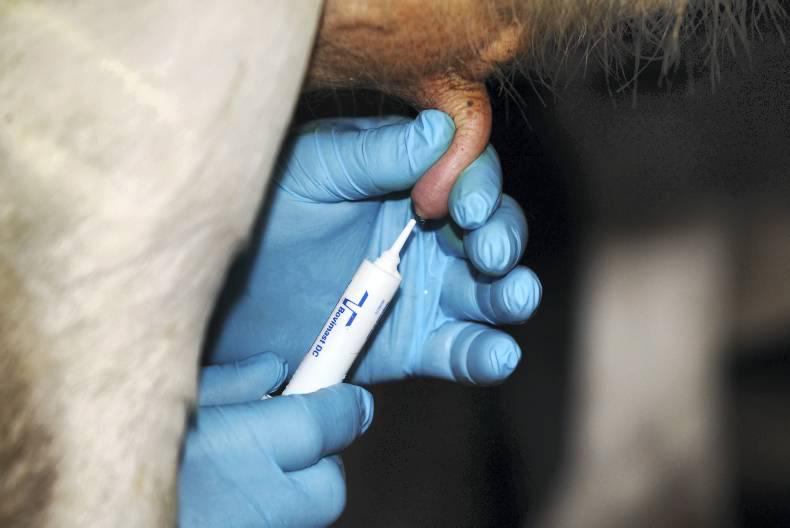 Attention turns to drying off on autumn calving farms