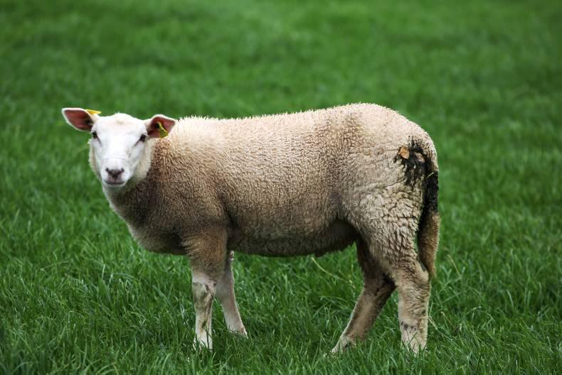 Cull ewes and store lambs continue to hold price 22 July 2015 Premium
