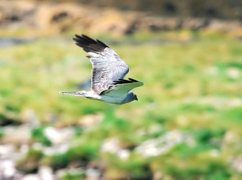 Oireachtas committee hear of IFDL tax offset plan 