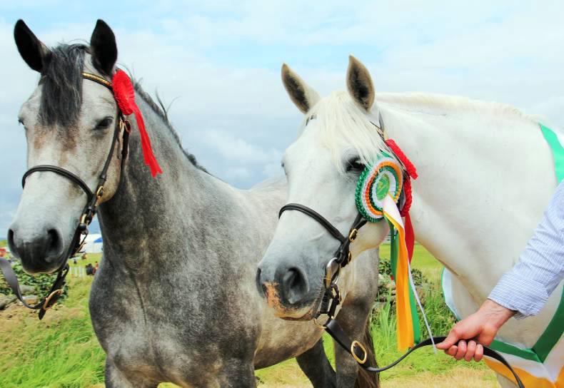 Swinford Murphys win all at Louisburgh Horse Show