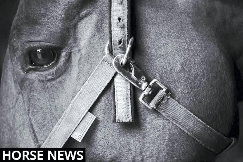 The Irish Horse: It's Showtime at Dublin!!       