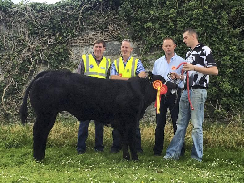 Meelickaduff Honda Takes Limousin Champion at Corofin Show 