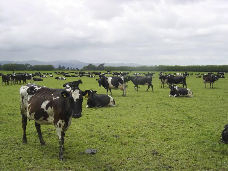 Dairy farmer views from New Zealand
