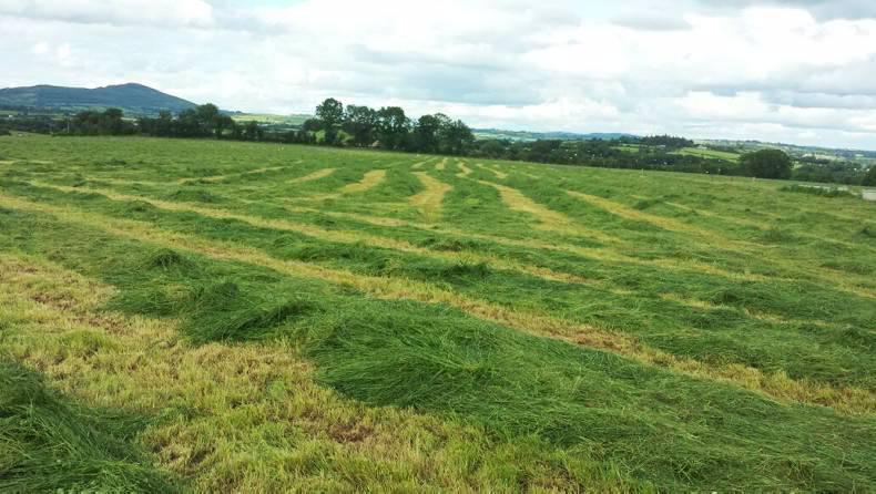 Super growth but wet silage in the south east