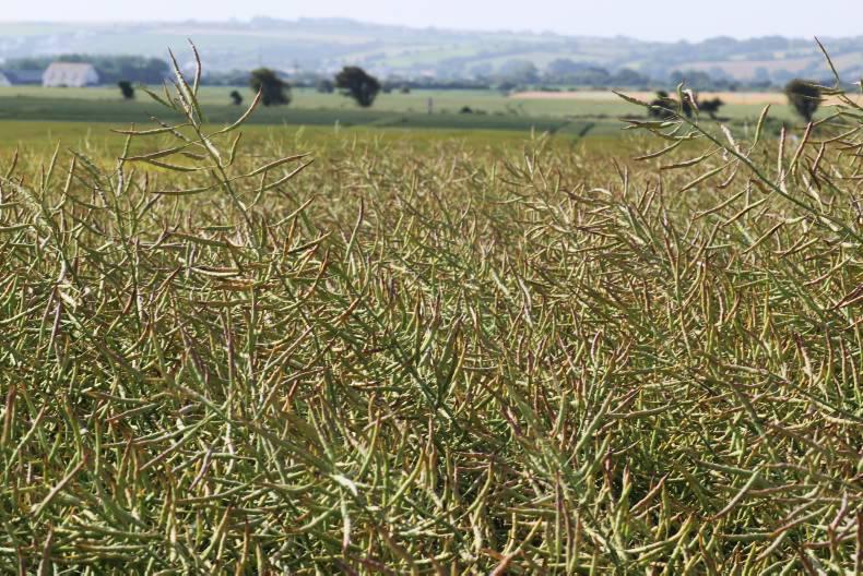 Recommended winter oilseed rape varieties