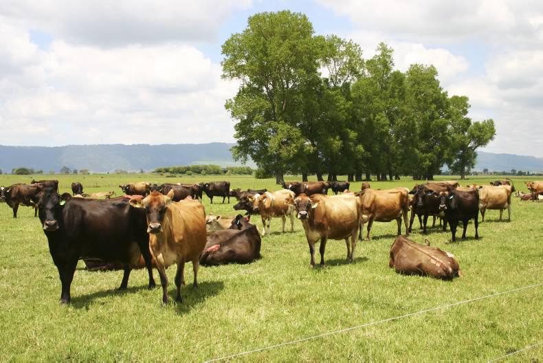 Focus: New player in Irish milking machine market