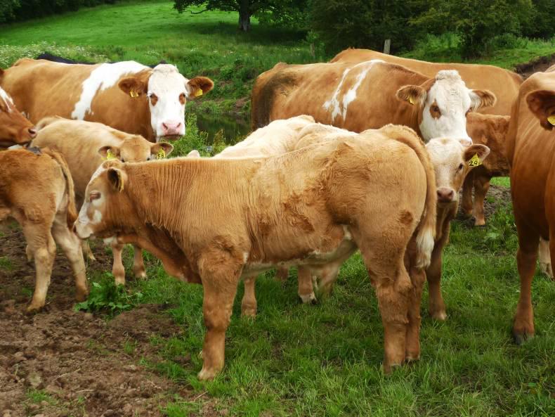 Beef industry anger at lifetime assurance