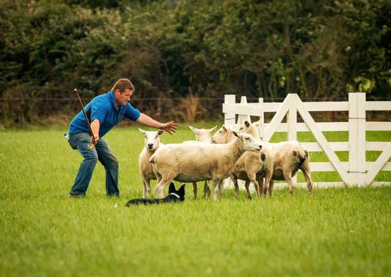 Thrilling contest at National Sheepdog Trials