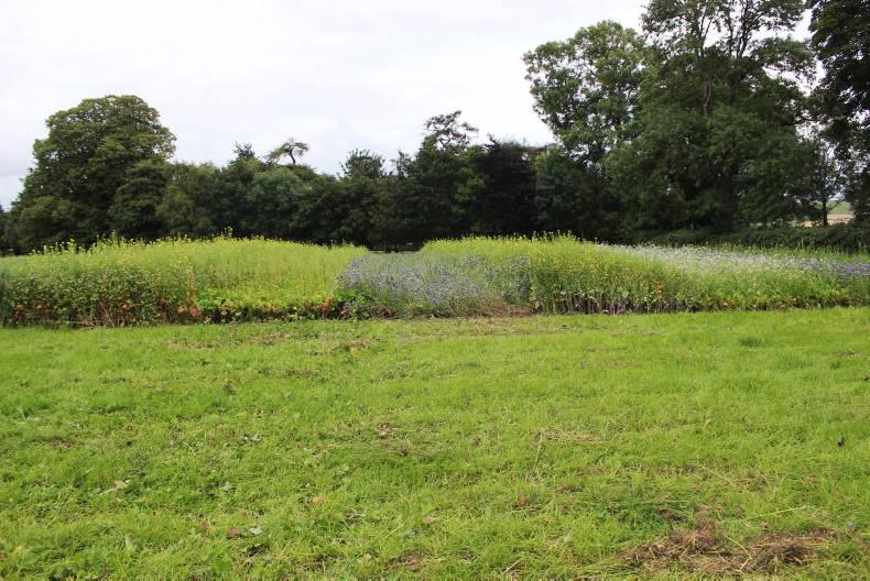 Guidelines for catch crop species