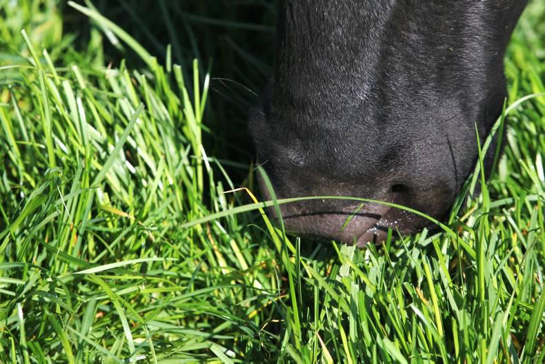 Find agricultural jobs in Ireland and abroad 