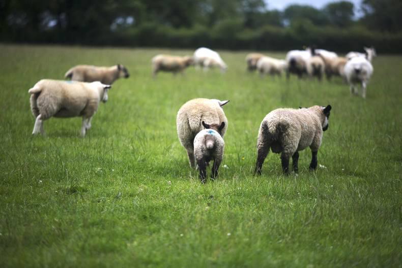 Early October before GLAS farmers know of approval