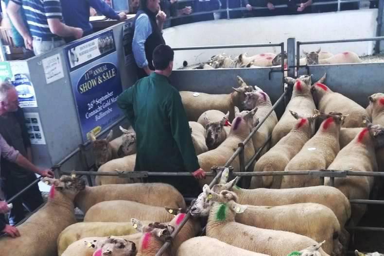 Finished lamb prices lowest since 2011 26 August 2015 Premium