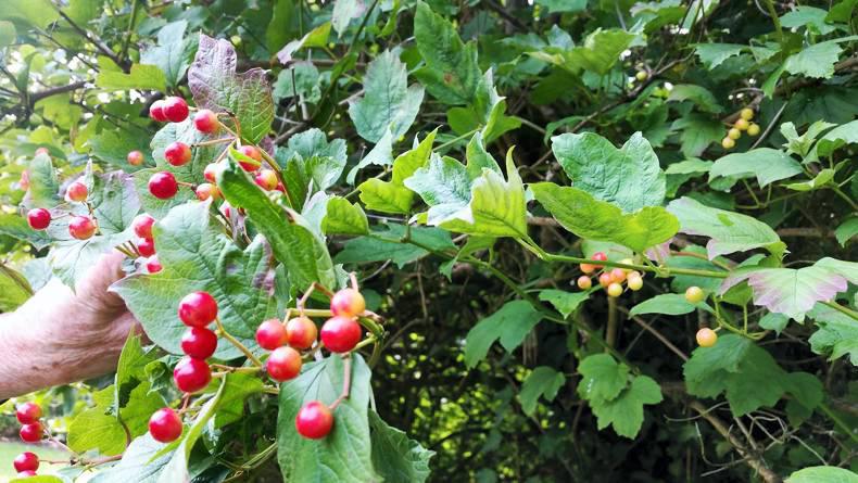 Beginners series: Aisling tries...foraging 