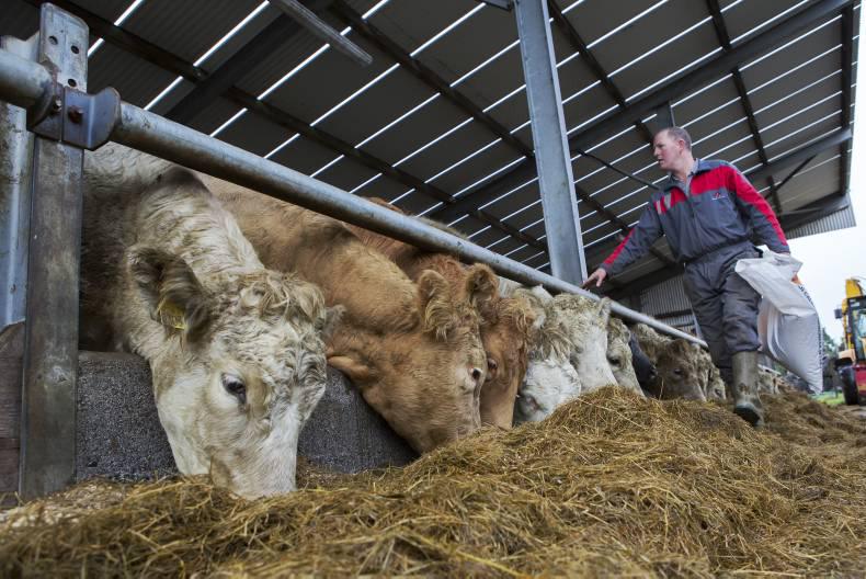 Preparing cattle for housing
 
