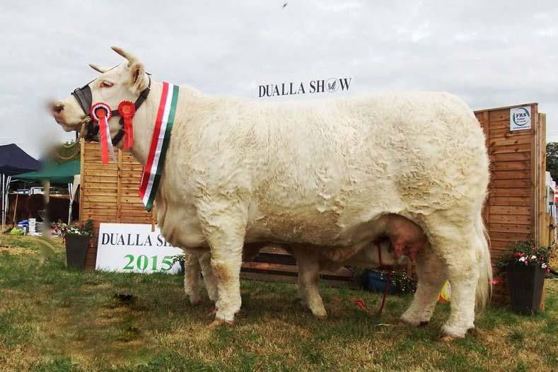 Charolais wins interbreed beef class at Dualla Show 