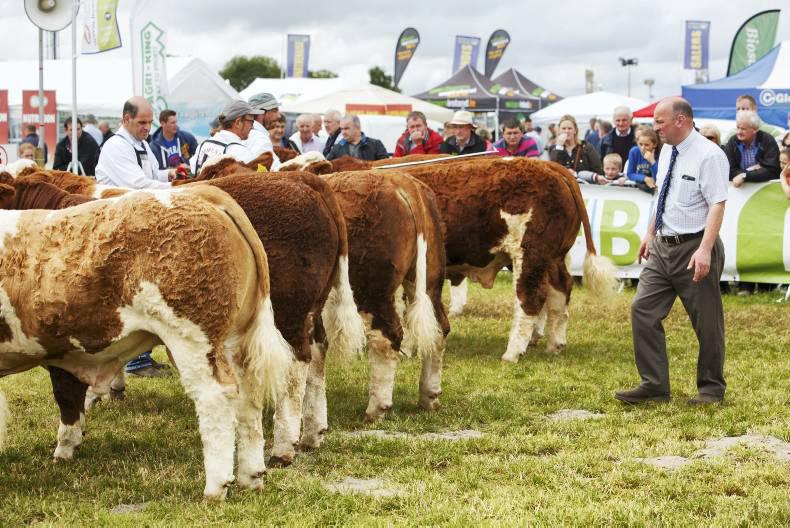 Simmental striving to deliver more profit at Ploughing