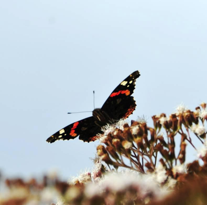 Brilliant blue in autumn      