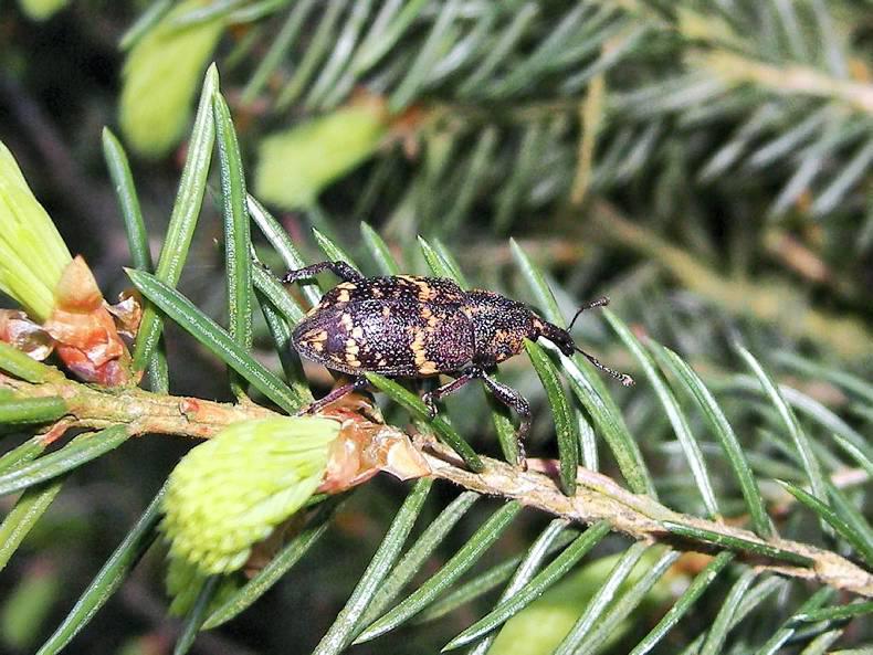 Large pine weevil a major threat to young trees in replanted sites 