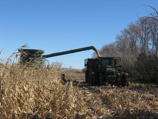 Big harvest will not compensate for price pressure