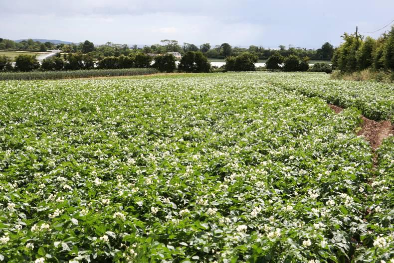 Record low potato area planted
