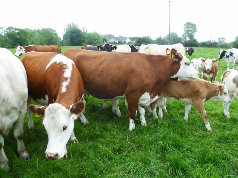 Claimants given more time to consider associated herd letters - Premium