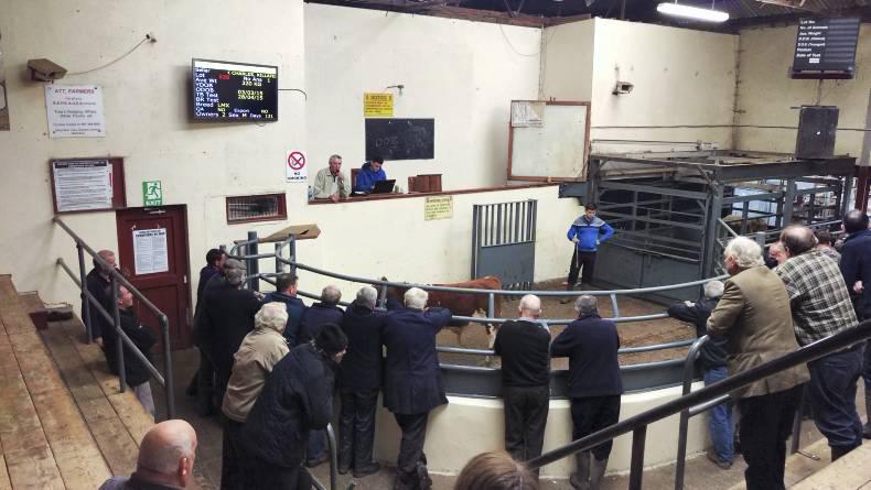 Heavy bulls, lighter heifers do well at Carrigallen