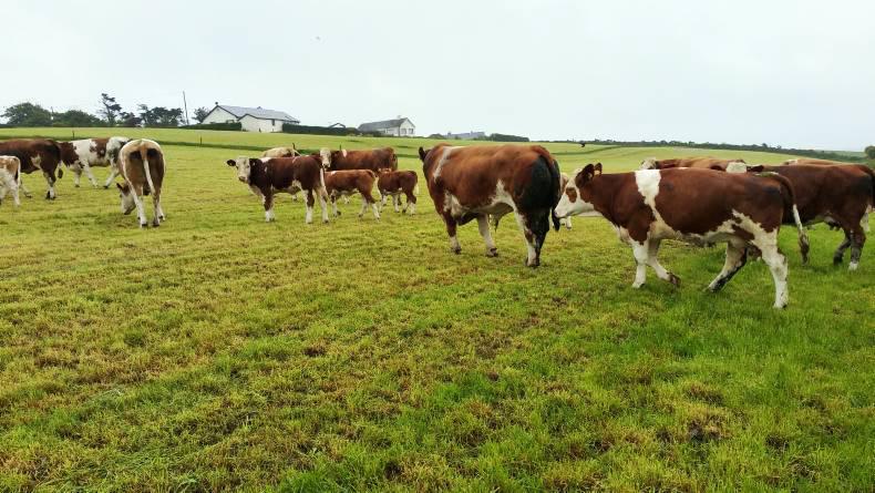 Farmer Writes: The weaning process starts 