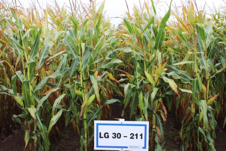 Maize variety pipeline looks promising