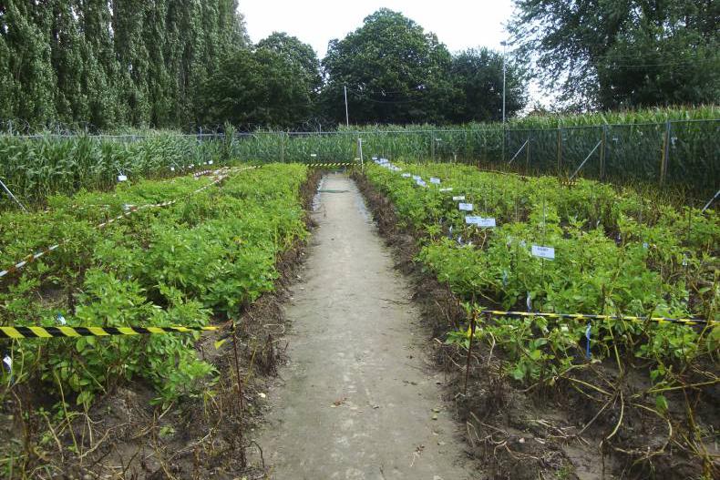 Environment Minister bans GM crops in Northern Ireland