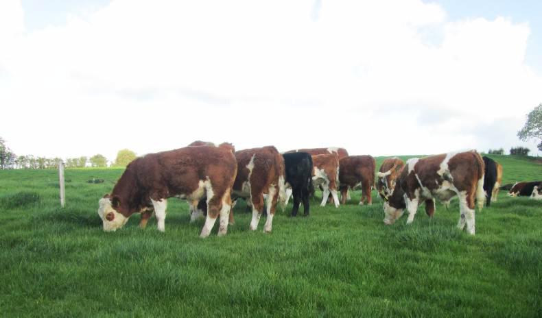 Autumn calving adding to margin per hectare on NISBP farm