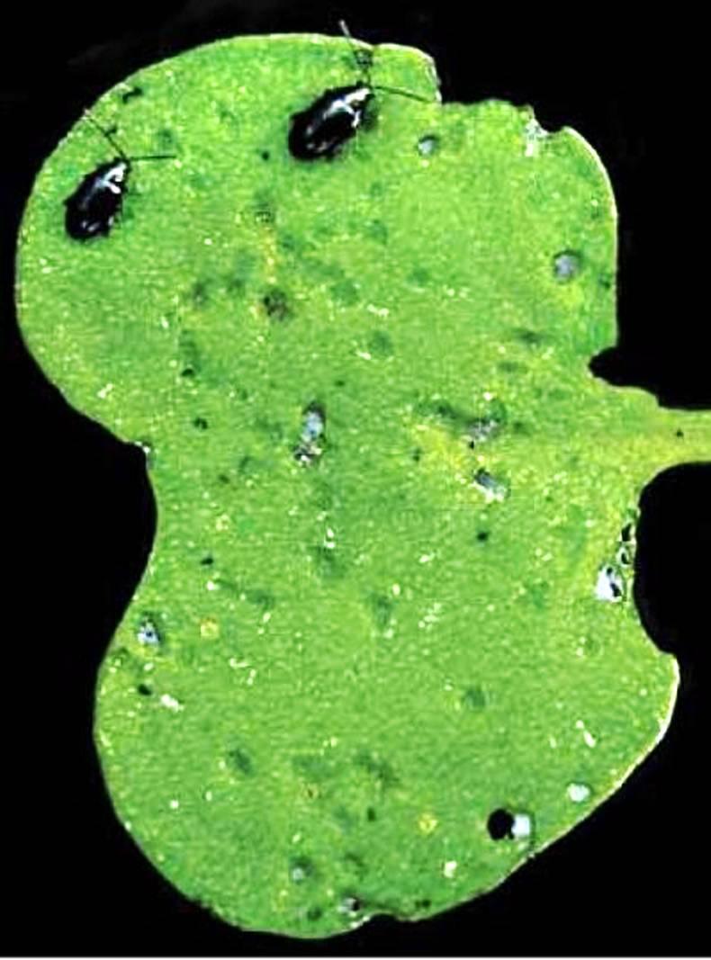 Watch emerging rape for pest attack