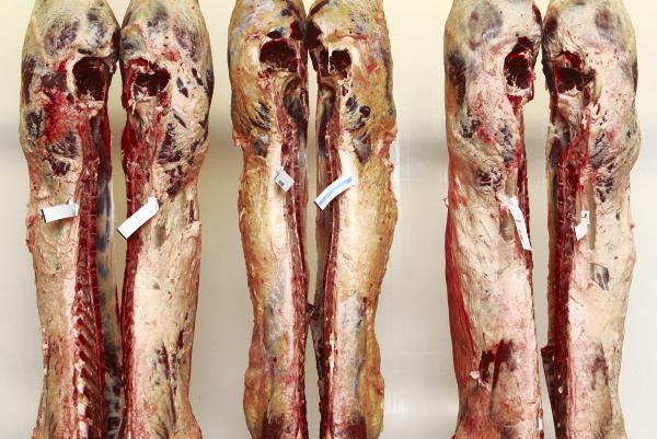 Cattle prices: factories running out of road