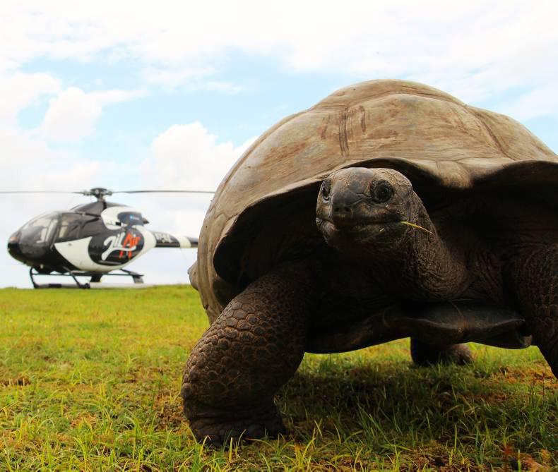 Adventures in the Indian Ocean: Creatures big and small