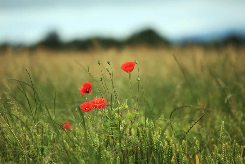 Second tranche of GLAS launched