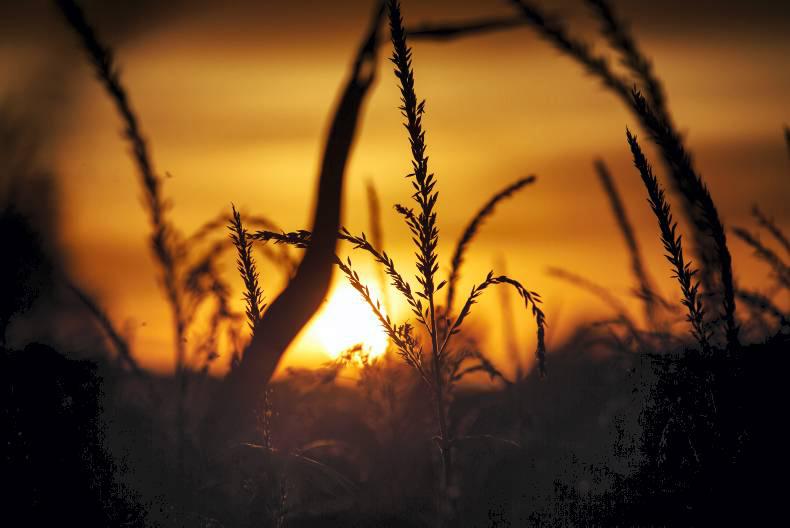 Monday grain market update: world wheat prices continue to fall