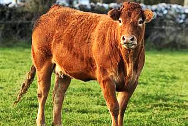 In-depth analysis of outlook on cattle prices at Glanbia meeting