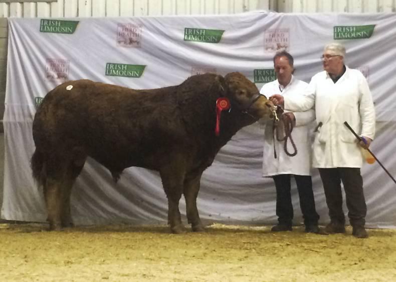 Cracking trade for Limousin cattle at Roscrea premier sale