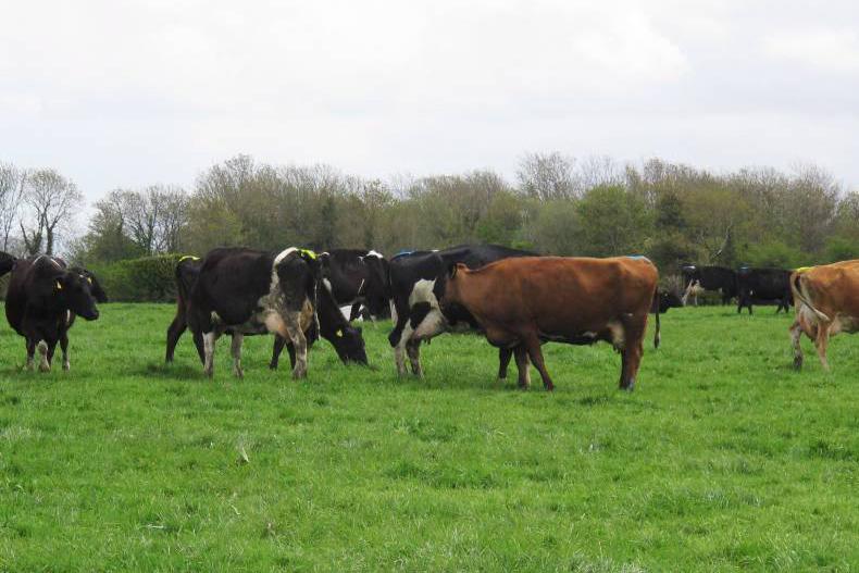 Mixed dairy fertility results 