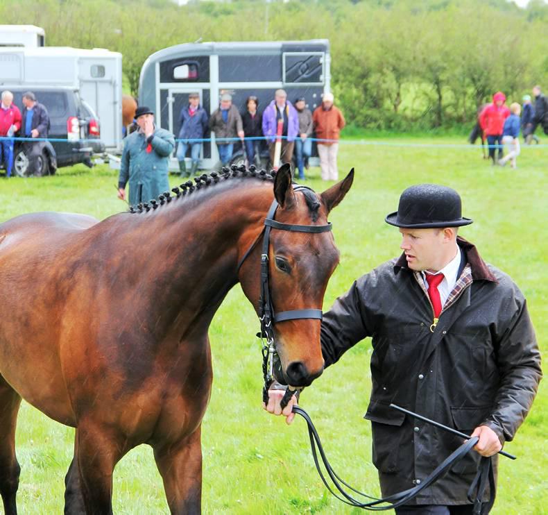 Top breeders scoop HSI awards 