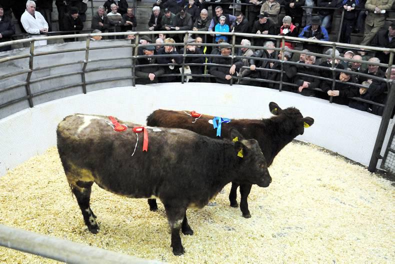 Charollais hogget ewes average €560 in Tullow