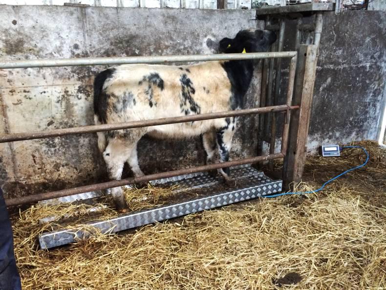 B&B and shed rental costs     