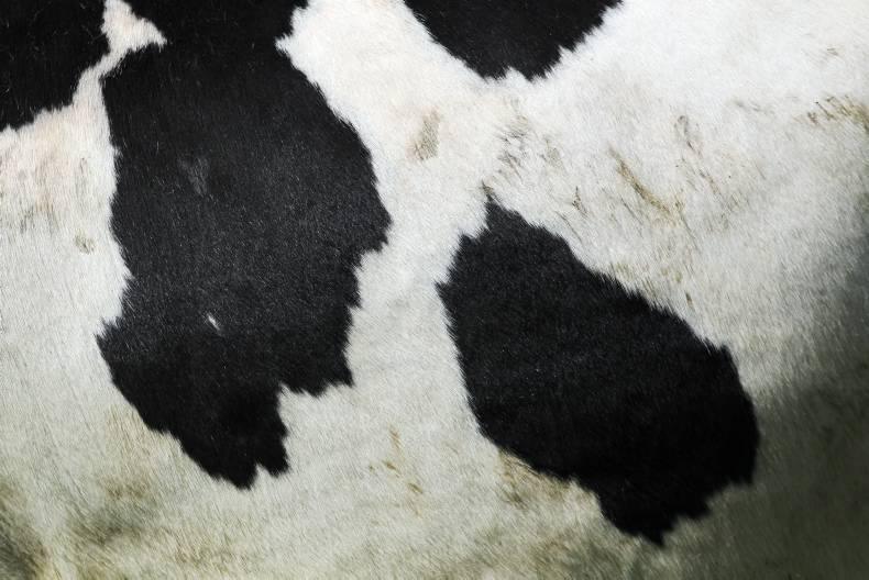 LacPatrick invest €40 million in new dryer