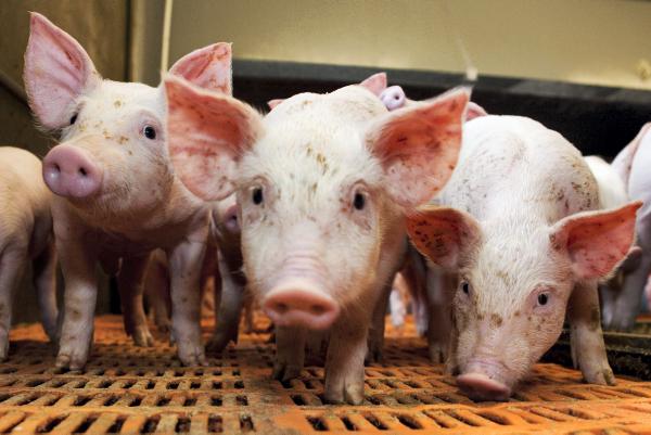 45 jobs in pig sector in 2015                                                   