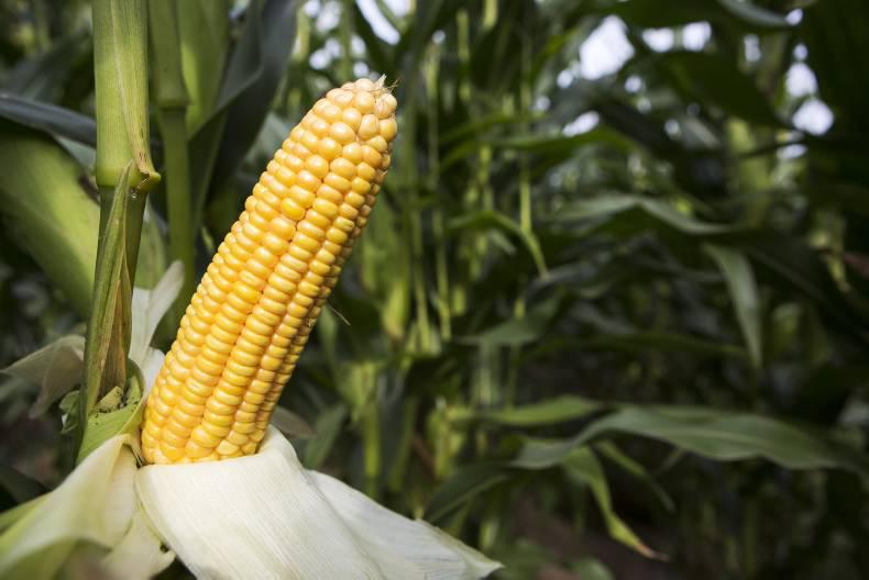 Friday grain market update: Higher grain stocks in Europe soften prices